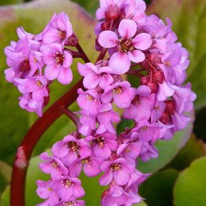 Bergénia tučnolistá (Bergenia crassifolia) ´ROTBLUM´, kont. P9